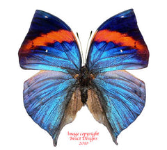 Kallima limborgii amplirufa (Malaysia)