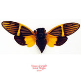 Becquartina electa (Thailand)