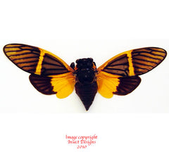 Becquartina electa (Thailand)