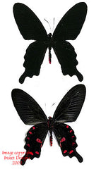 Pachliopta kotzebuea deseilus (Philippines) - female A-