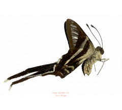 Lamproptera curius curius (Philippines)