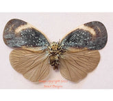 Lanternfly sp.3 (Java) A2