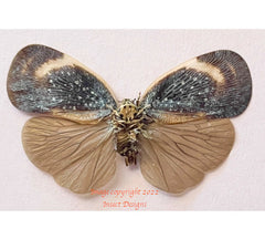 Lanternfly sp.3 (Java) A2