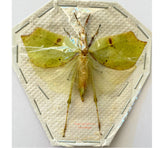 Leaf hopper sp.1 (Malaysia)