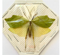 Leaf hopper sp.2 (Malaysia)