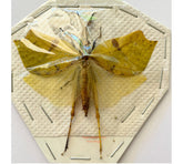 Leaf hopper sp.3 (Malaysia)