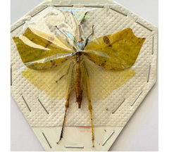 Leaf hopper sp.3 (Malaysia)