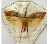 Leaf hopper sp.5 (Malaysia)