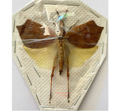 Leaf hopper sp.6 (Malaysia)