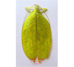 Leaf mimic grasshopper (Malaysia)