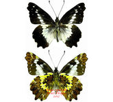 Leodonta dysoni (Peru) A-