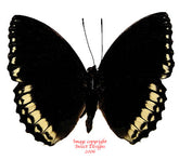 Lexias damalis galea (Philippines)