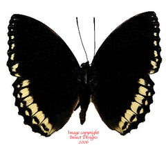 Lexias damalis galea (Philippines)