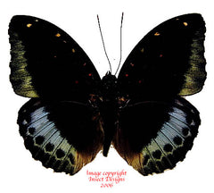 Lexias pardalis tethys (Philippines)