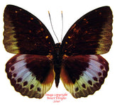 Lexias pardalis dirteana (Malaysia)