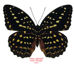 Lexias pardalis ellora (Philippines) - female A-