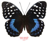 Lexias satrapes satrapes (Philippines) A-