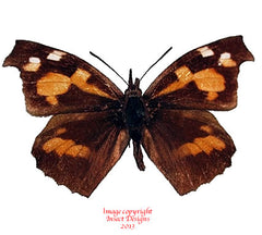 Libythea lepita (Korea)