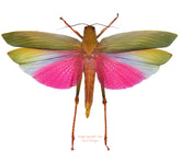 Lophacris cristata (Peru)