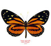 Lycorea halia (Peru)