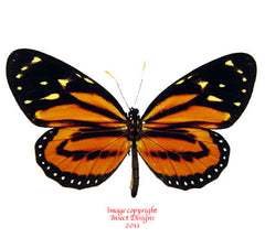 Lycorea halia (Peru)