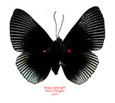 Lypropteryx appollina (Peru) A-