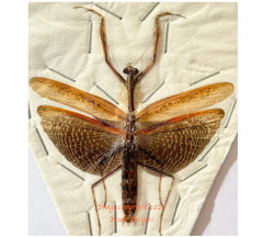 Mantis sp.6 (Java)