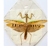 Mantis sp.6 (Malaysia)