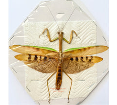 Mantis sp.6 (Malaysia)