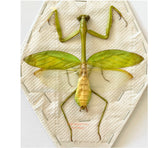 Mantis sp.2 (Malaysia)