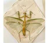 Mantis sp.4 (Malaysia)