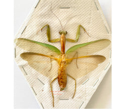Mantis sp.6 (Malaysia)