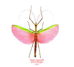 Marmessoidea rosea (Malaysia) - male