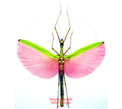 Marmessoidea rosea (Malaysia) - female