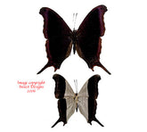 Marpesia coresia (Peru)