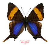 Marpesia corinna (Peru) A-