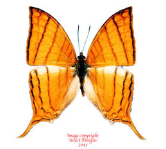 Marpesia harmonia (Peru) A-
