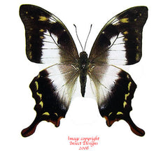 Meandrusa lachinus aribbas (Thailand) - female A-