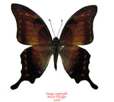 Meandrusa lachinus aribbas (Thailand) - male A-