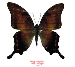 Meandrusa lachinus aribbas (Thailand) - male A-