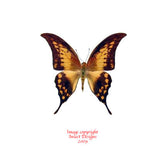 Meandrusa payeni ciminus (Malaysia)