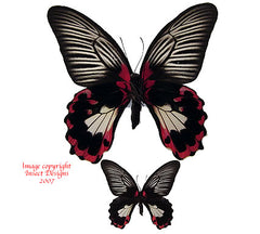 Menelaides deiphobus rumanzovia f. reducto (Philippines) - female