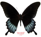 Papilio memnon lowi (Philippines) - male