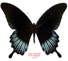 Papilio memnon lowi (Philippines) - male