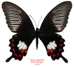 Menelaides polytes ledebouria f. praxilla (Philippines) - female