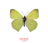 Mathania agasicles (Peru)