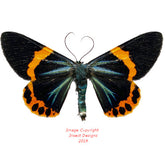 Milionia basalis (Malaysia)