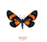 Milionia celebensis (Sulawesi) A2