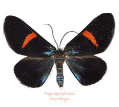 Milionia fulgida (Java) A2