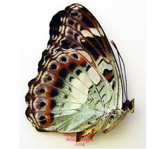 Moduza urdaneta (Philippines)